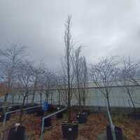 Fagus sylvatica Rohan Obelisk - image 2