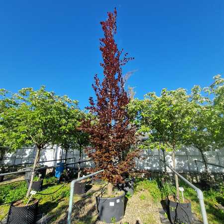 Fagus sylvatica Rohan Obelisk - image 1