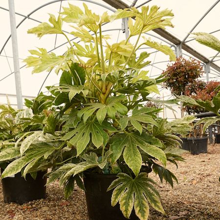 Fatsia jap. Spiders Web - image 1