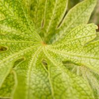 Fatsia jap. Spiders Web - image 2