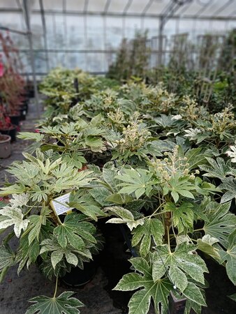 Fatsia jap. Spiders Web - image 2