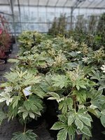 Fatsia jap. Spiders Web - image 2