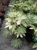 Fatsia jap. Spiders Web