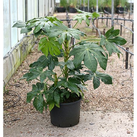 Fatsia japonica