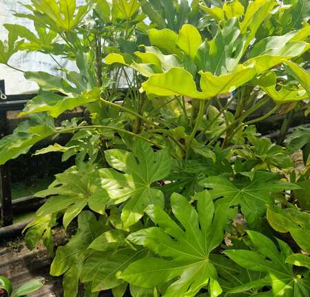Fatsia japonica