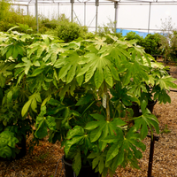 Fatsia japonica