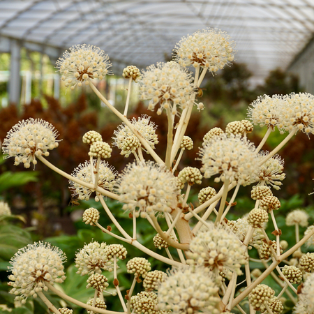 Fatsia japonica Variegata - image 2