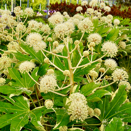 Fatsia japonica Variegata - image 3