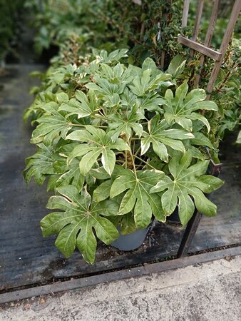Fatsia japonica Variegata