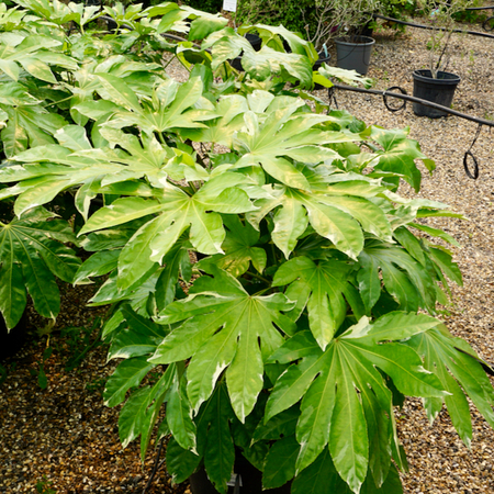 Fatsia japonica Variegata - image 1