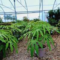 Fatsia pol. Green Fingers