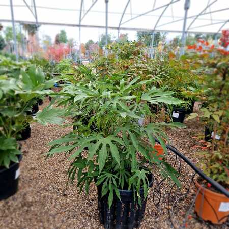 Fatsia pol. Green Fingers
