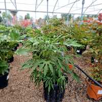 Fatsia pol. Green Fingers