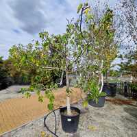 Ficus car. Rouge de Bordeaux