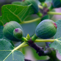 Ficus Rouge de Bordeaux | Order online @ Tendercare