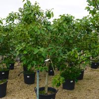 Ficus carica | Order online @ Tendercare