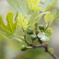 Ficus carica | Order online @ Tendercare