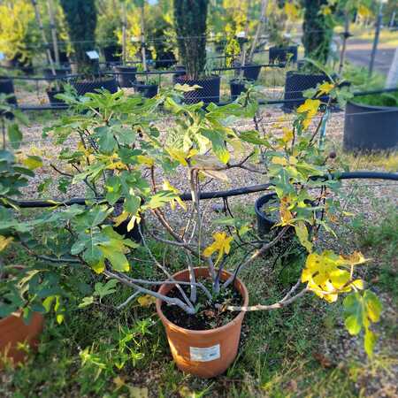 Ficus carica Noire De Caromb