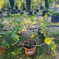 Ficus carica Noire De Caromb
