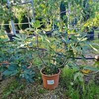 Ficus carica Osborn Prolific