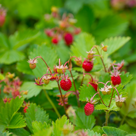 Fragaria vesca | Order online @ Tendercare