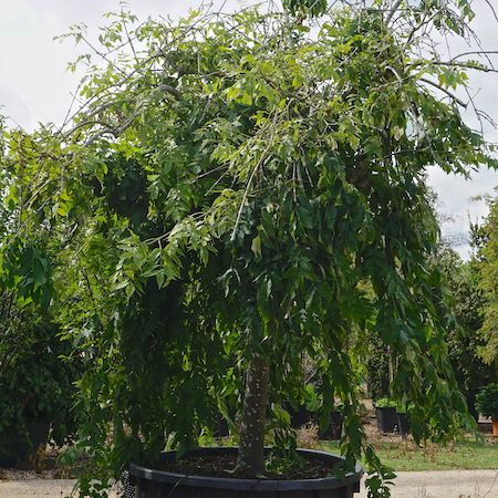 Fraxinus excelsior Pendula