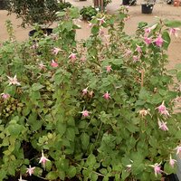 Fuchsia Walz Jubelteen