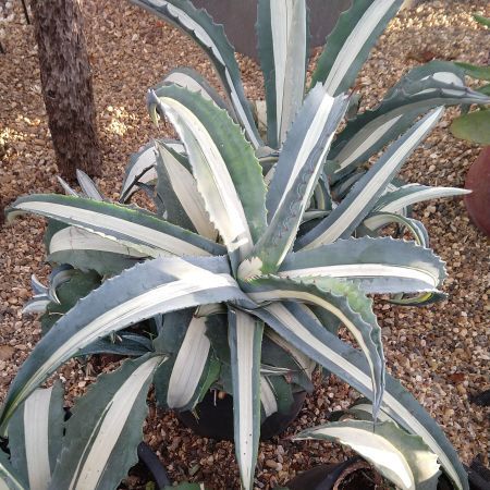 Garden Agave