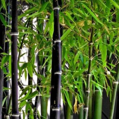 Bamboo