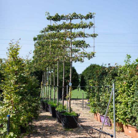 Pleached Trees