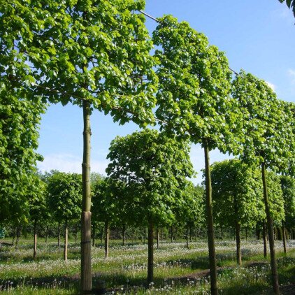 Pleached Trees