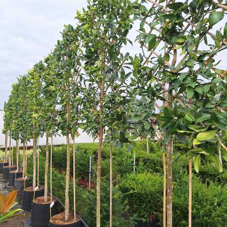 Pleached Trees