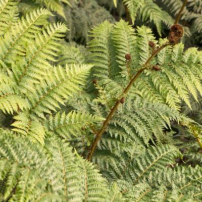 Garden Ferns