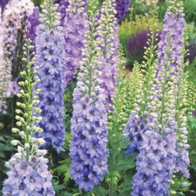 Flowering Perennials