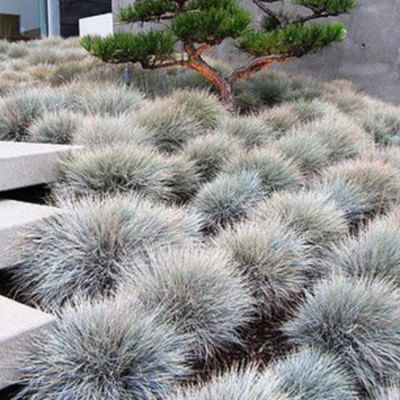 Garden Grasses