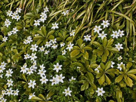 Garden Groundcover