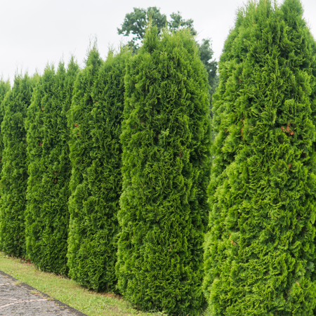 Garden Hedging Conifers