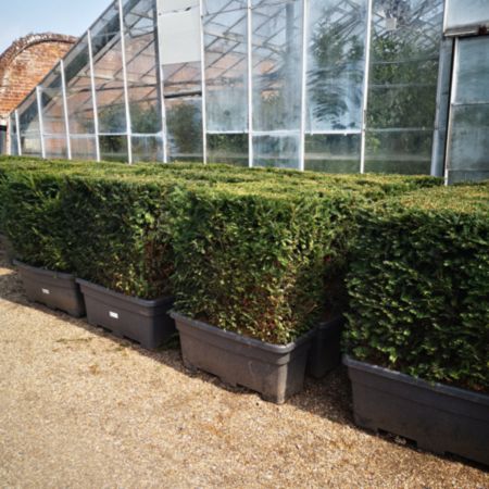 Garden Hedging Troughs