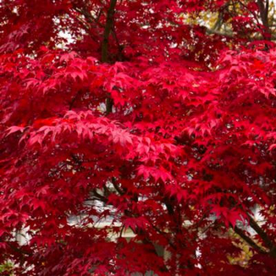 Japanese Acers
