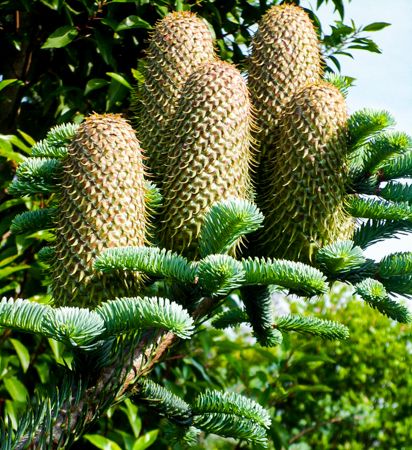 Garden Ornamental Conifers