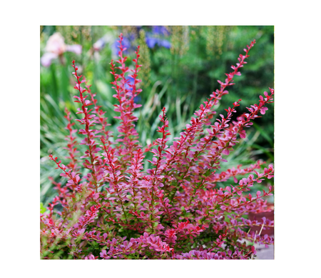 Ornamental Shrubs