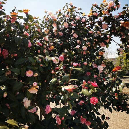 Plants for Acid Soils