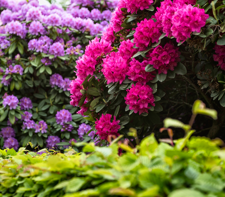 Plants for Acid Soils