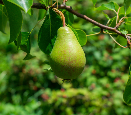 Plants with Fruit