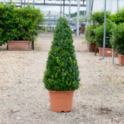 Cones