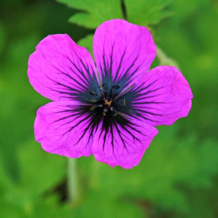 Geranium Ann Folkard | Order online @ Tendercare