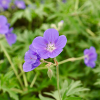 Geranium Brookside