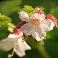 Geranium mac. Spessart