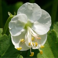 Geranium mac. White Ness | Rrder online @ Tendercare