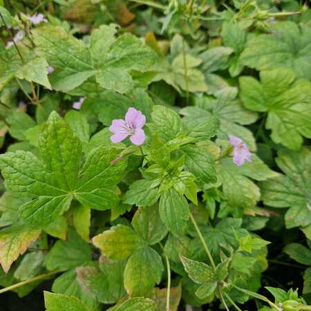 Geranium nodosum - image 1